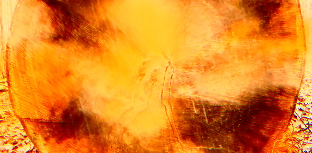 Video, Digital Art, What happened to this tree?